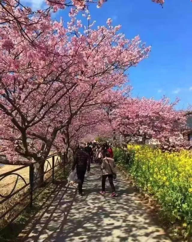 假面病房 产品图片