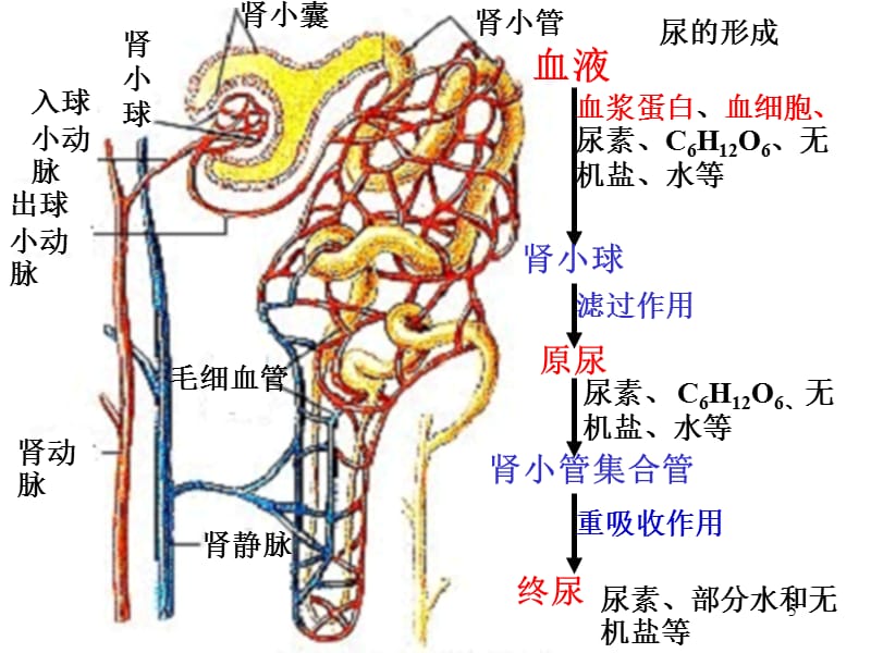 伴我纵横 相关产品