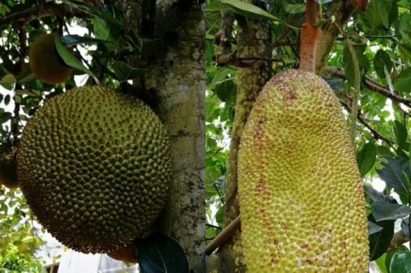 侍神令 产品图片