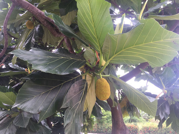 冒牌家庭 产品图片