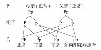 伊丽莎白 相关产品