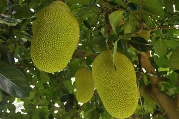 休假日 产品图片