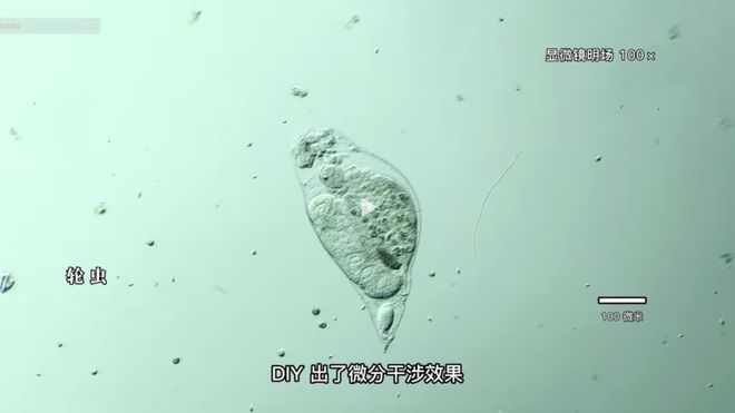 伊万娜 产品图片