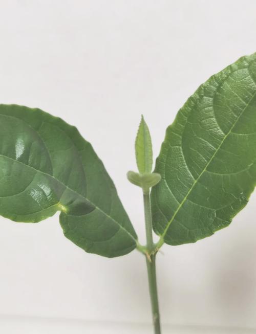 你好，陌生人 相关产品