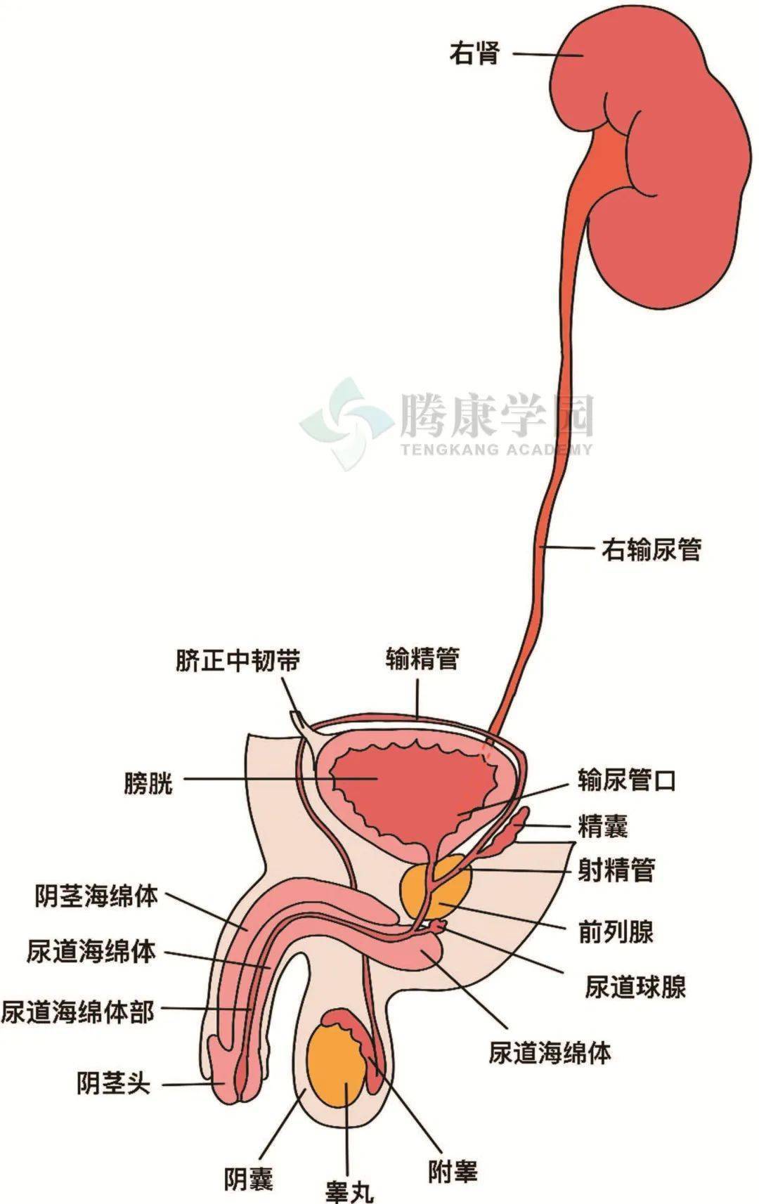 像小强一样活着 相关产品