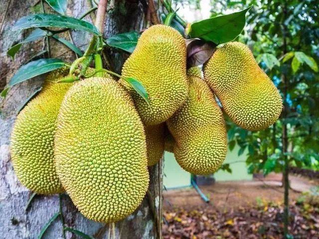 唐·皮约特 相关产品