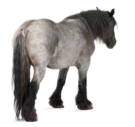 哦，香雪 产品图片