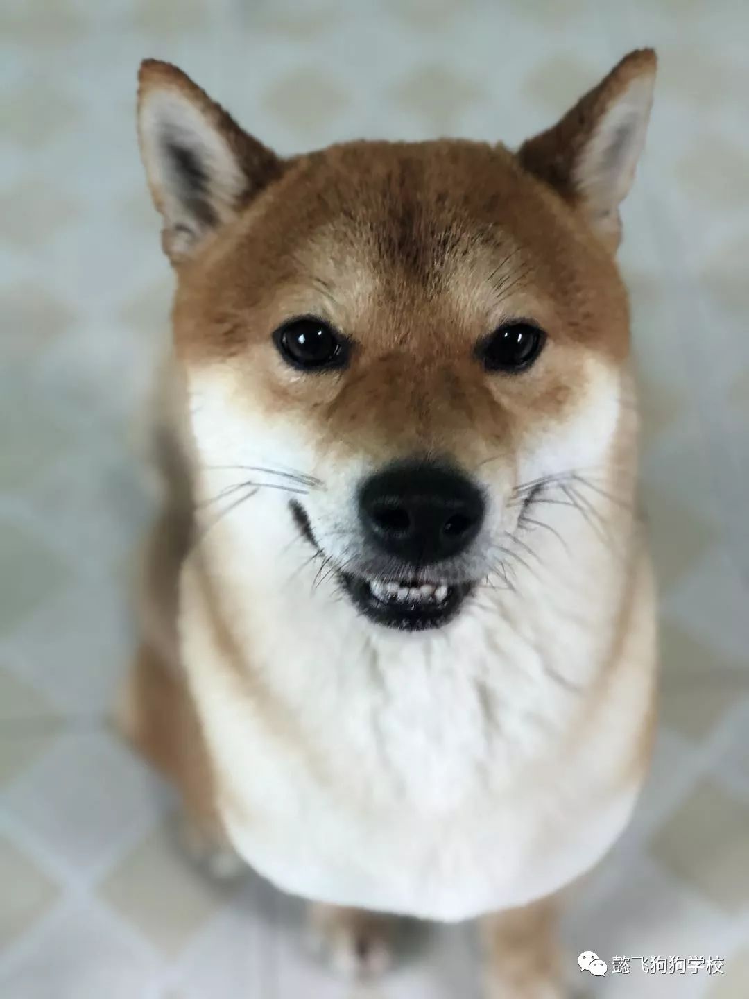 信念一生 产品图片