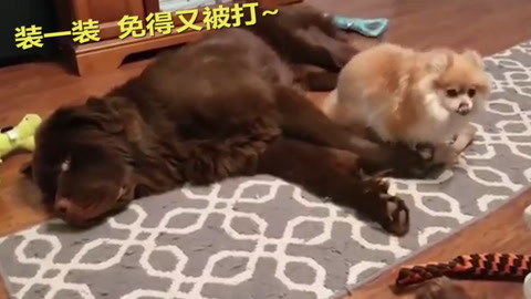 偷心者 相关产品