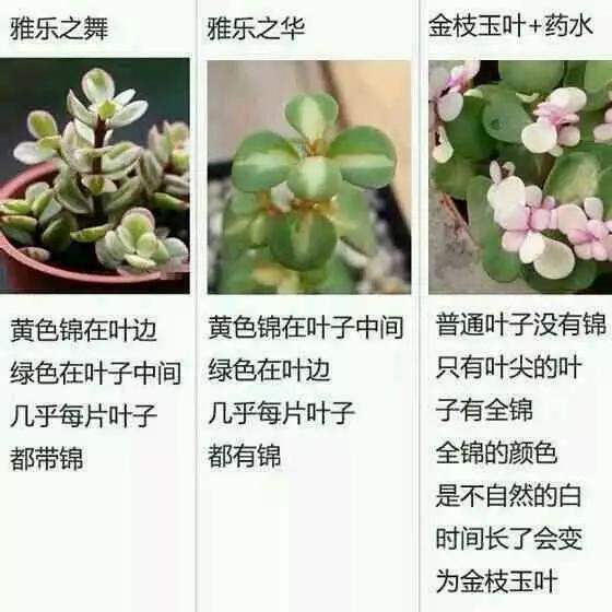 兄弟之北漂歌手 相关产品