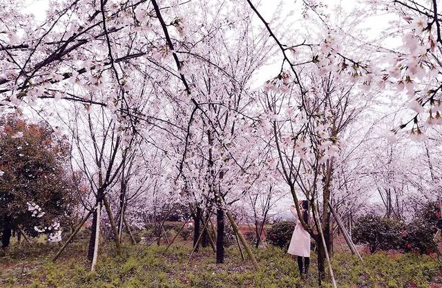 傻瓜天堂 相关产品