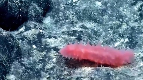 侠僧探案传奇之催命符 产品图片