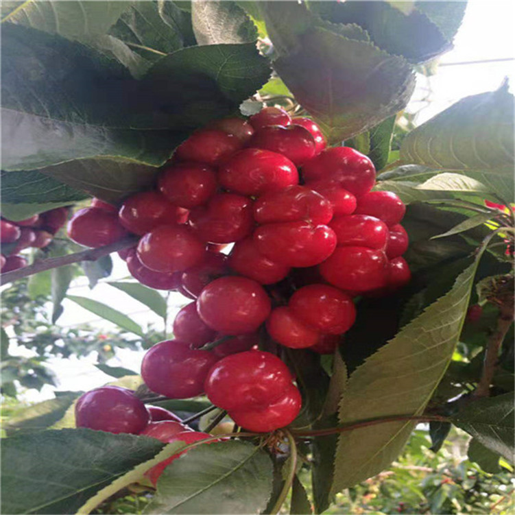 僵尸再翻生 产品图片