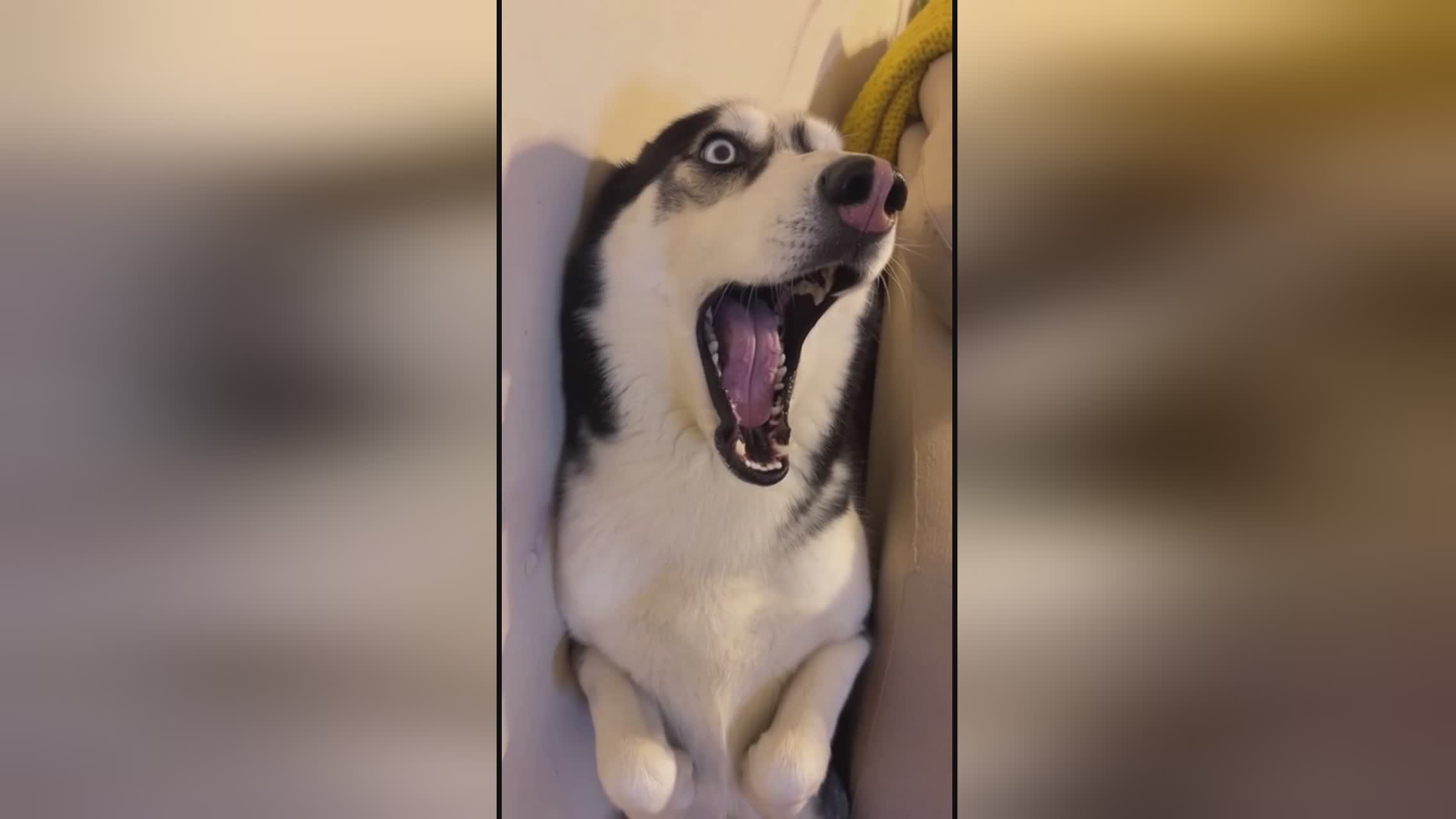 偷来的女儿 相关产品