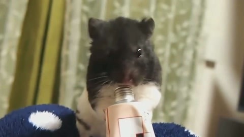 决战洛城 相关产品