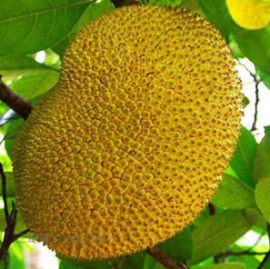 伊万娜 相关产品