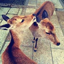 你好，再见 产品图片