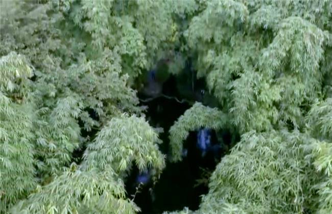 仙厨奇缘 产品图片