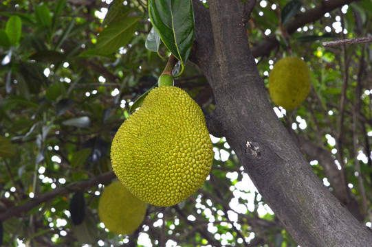 佐治亚州风暴 产品图片