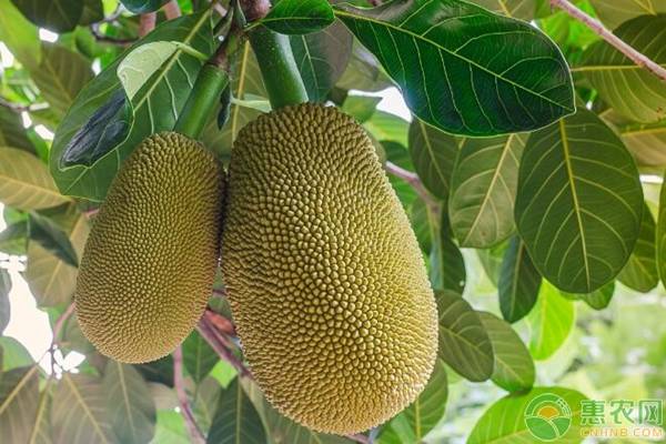 但丁密码（粤语版） 相关产品