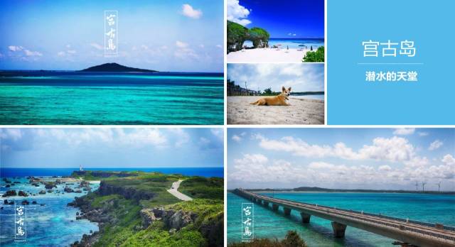 偷龙转猫 相关产品